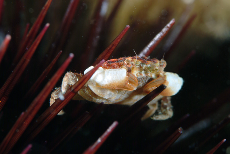 Xantho incisus